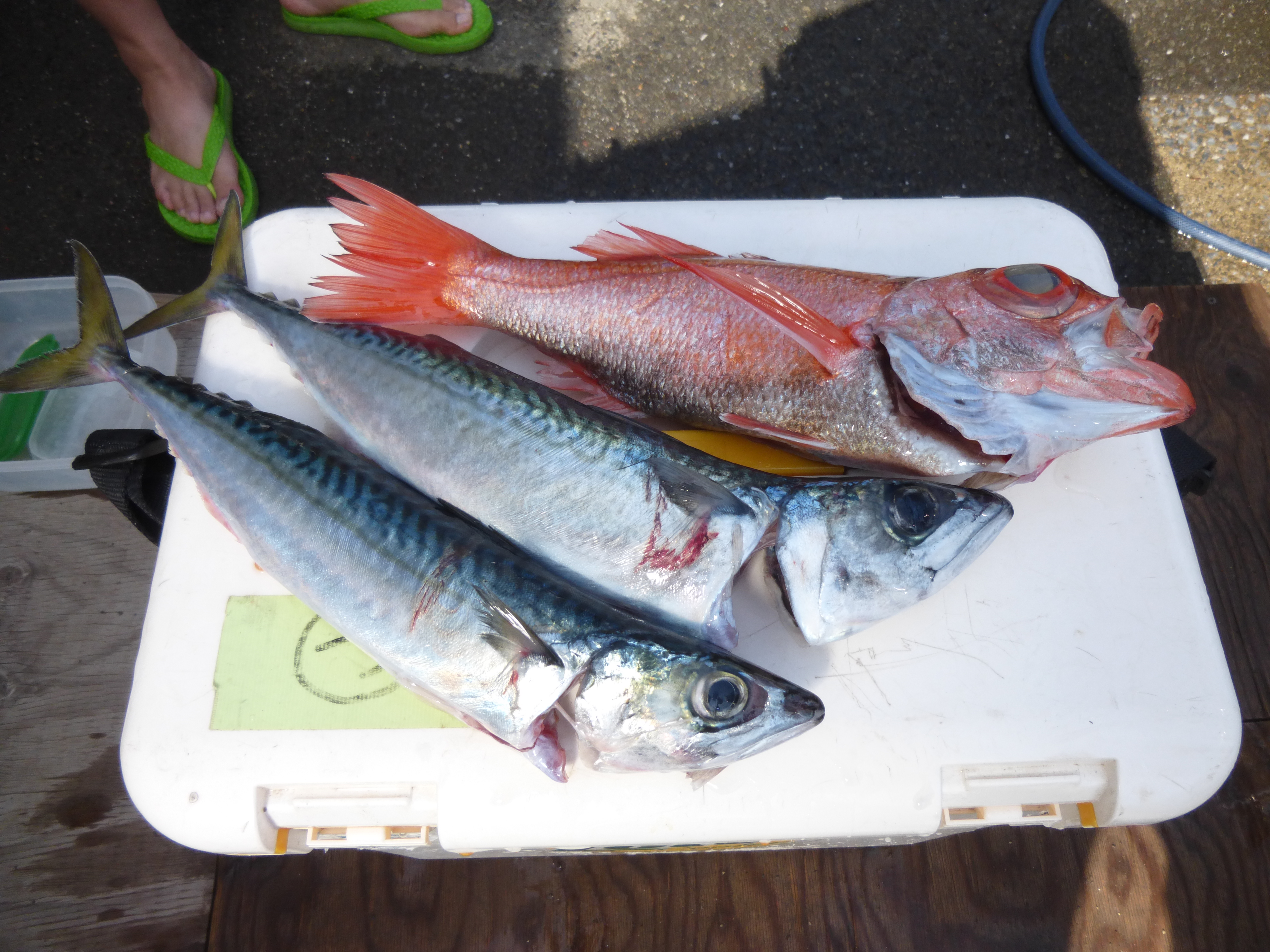 5月12日の釣果