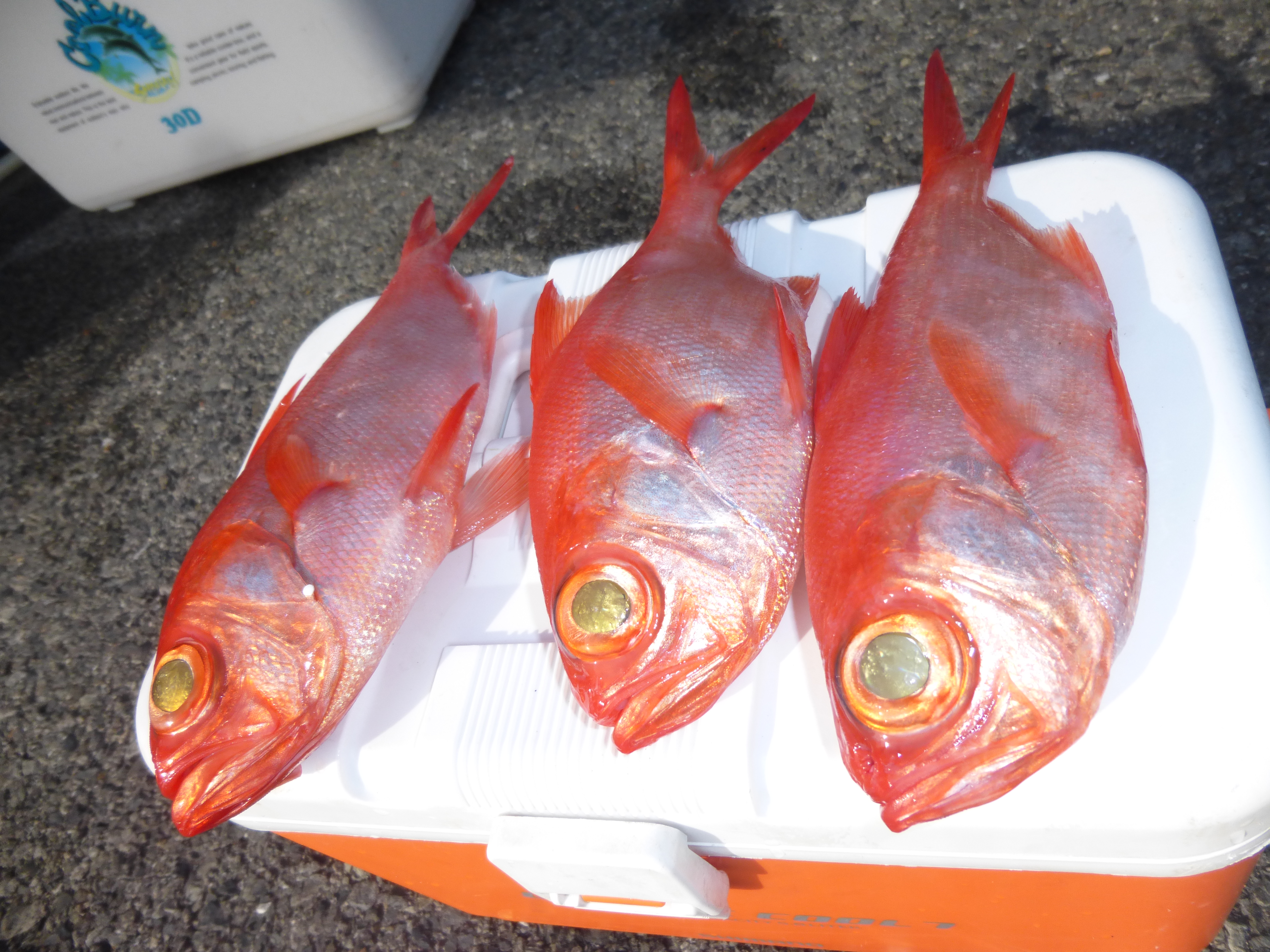 6月17日の釣果