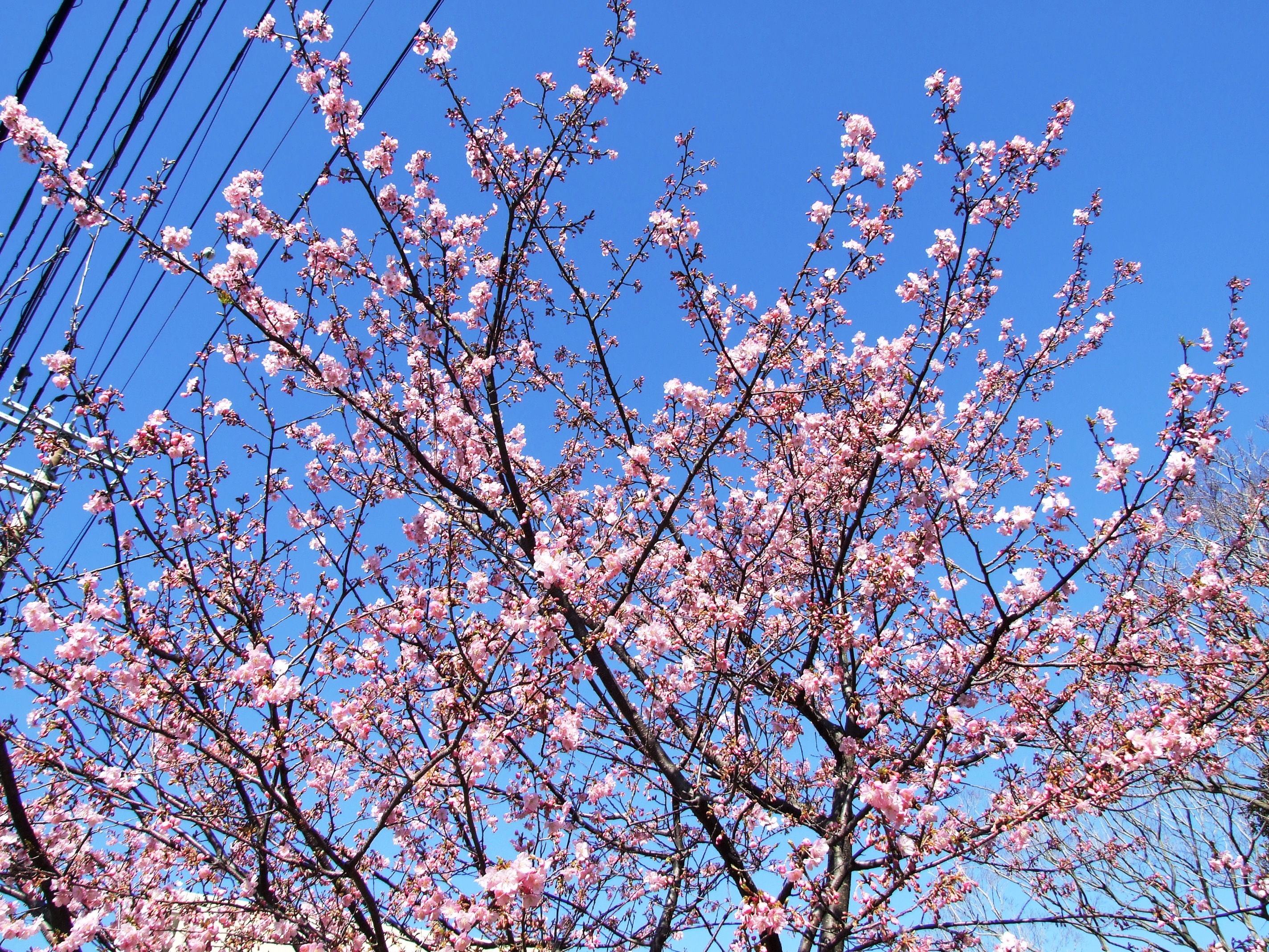 河津桜咲いてます
