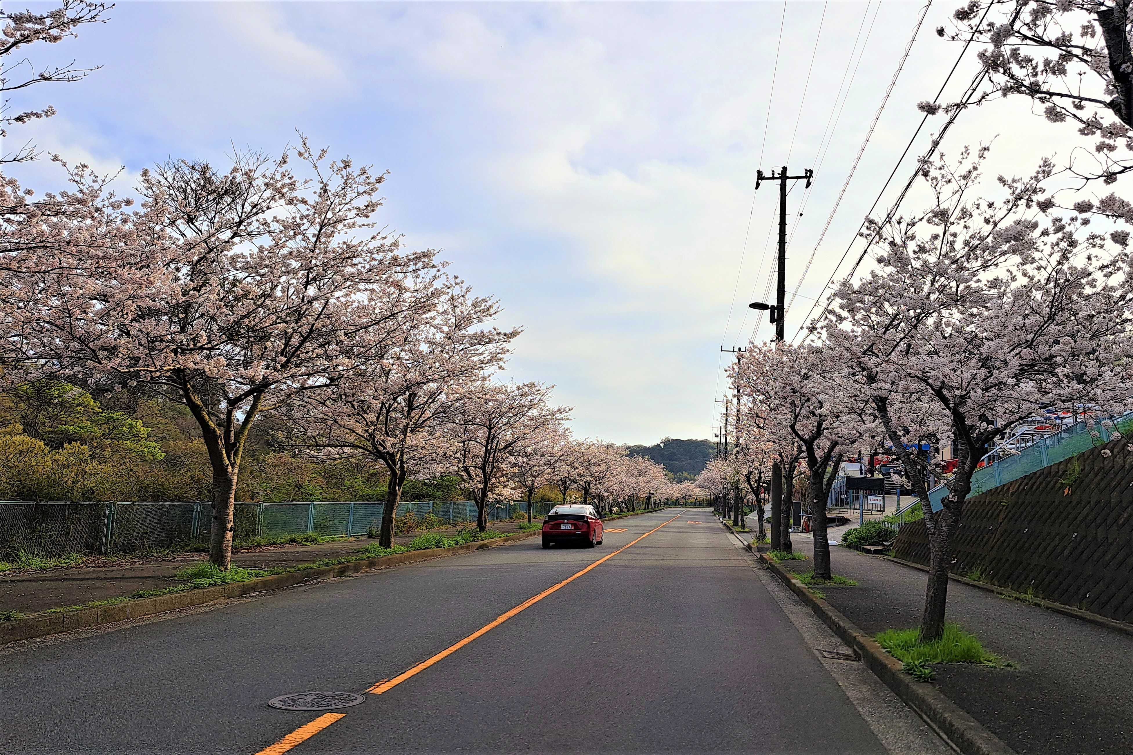 花見か船釣りか