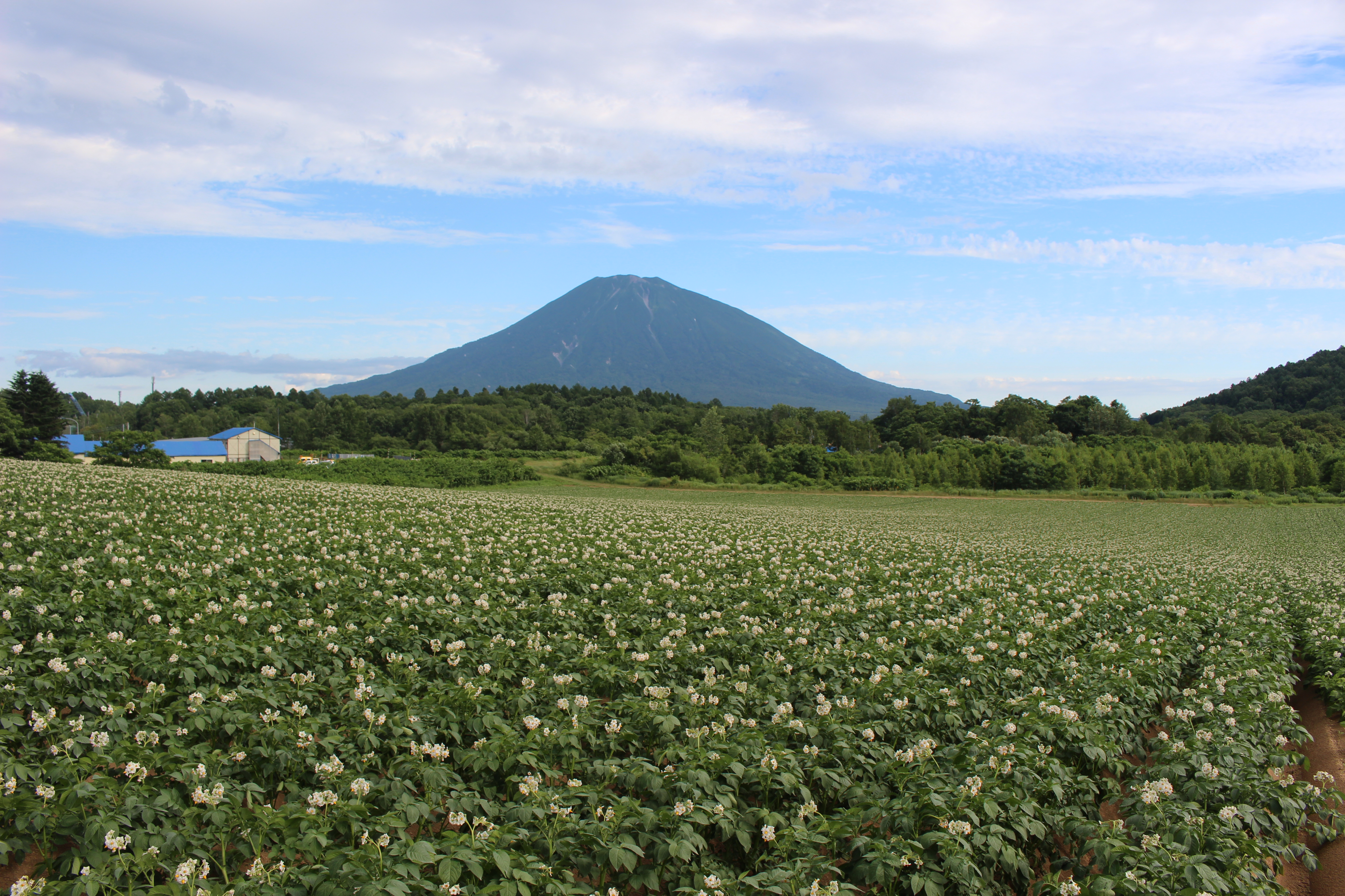 ご当地富士山