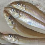 キス釣り注意