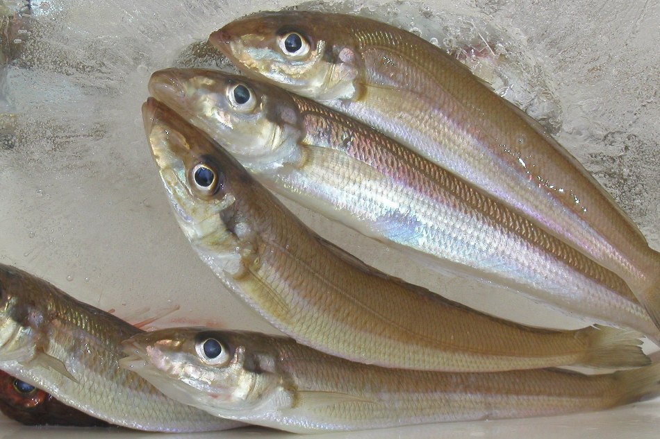 キス釣り注意