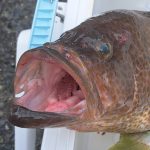 連チャン
