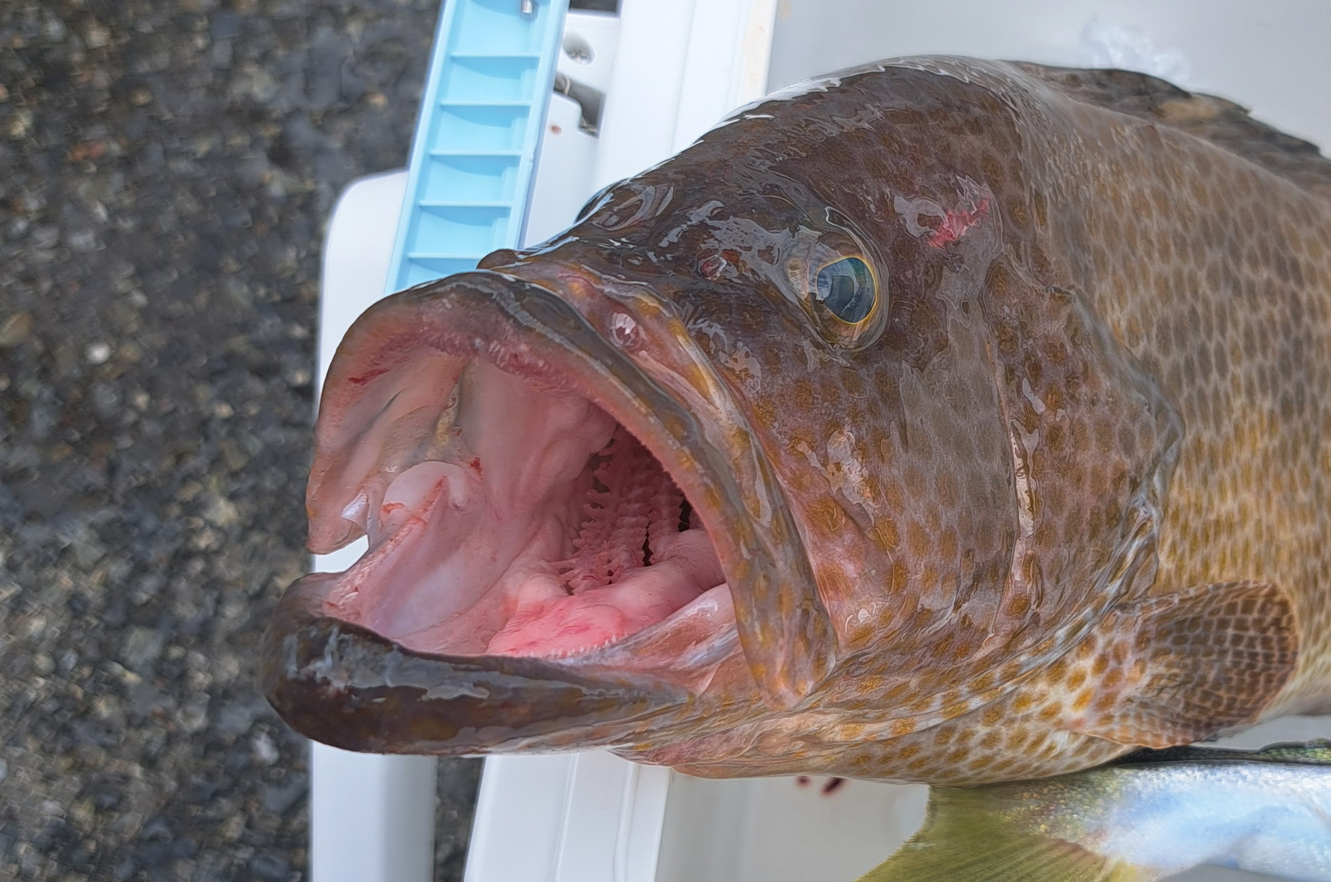連チャン