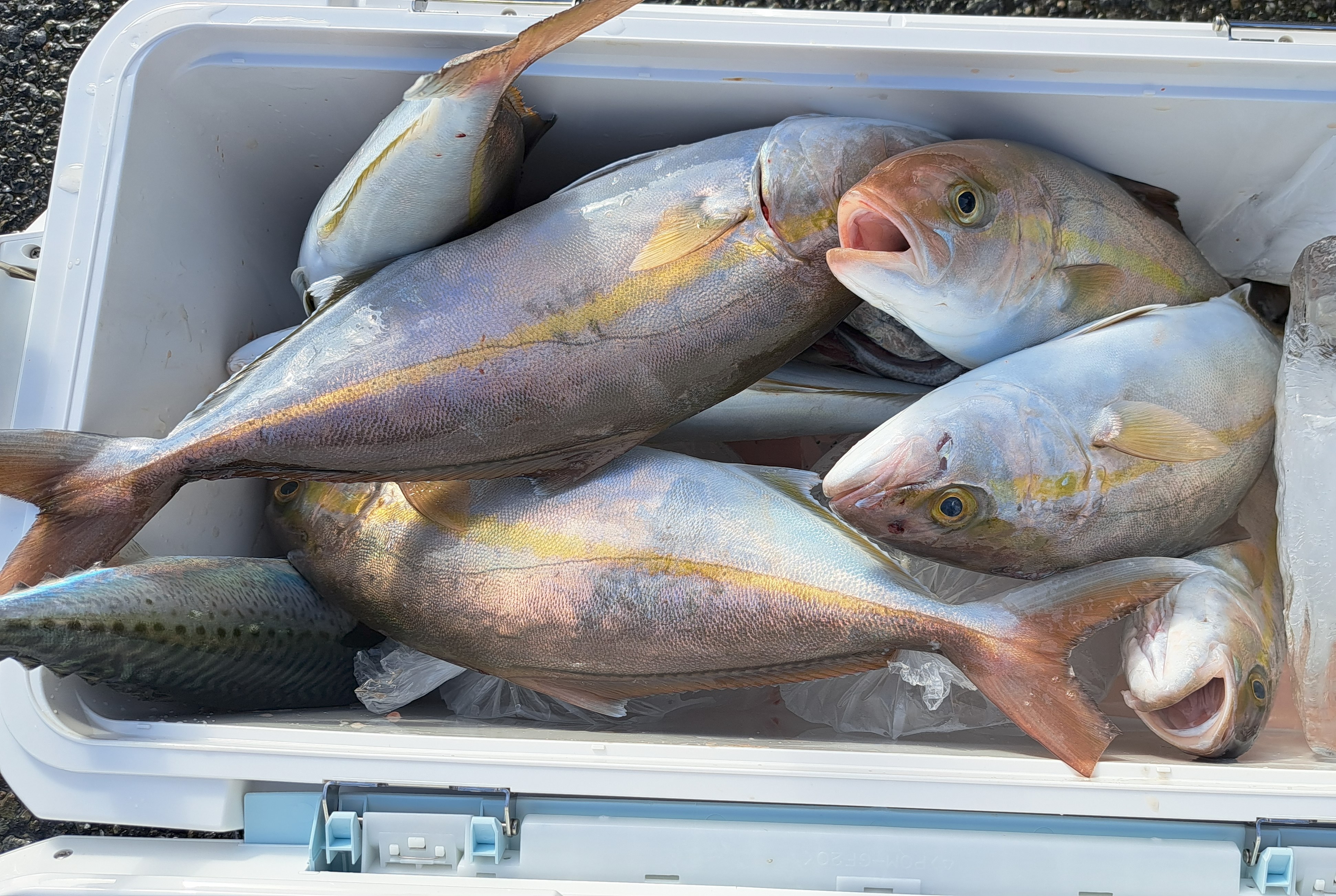 行楽ならぬ荒落の秋？