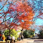 神奈川の紅葉