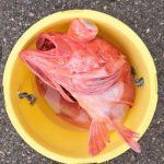 陸はサイコウ　海は、、、