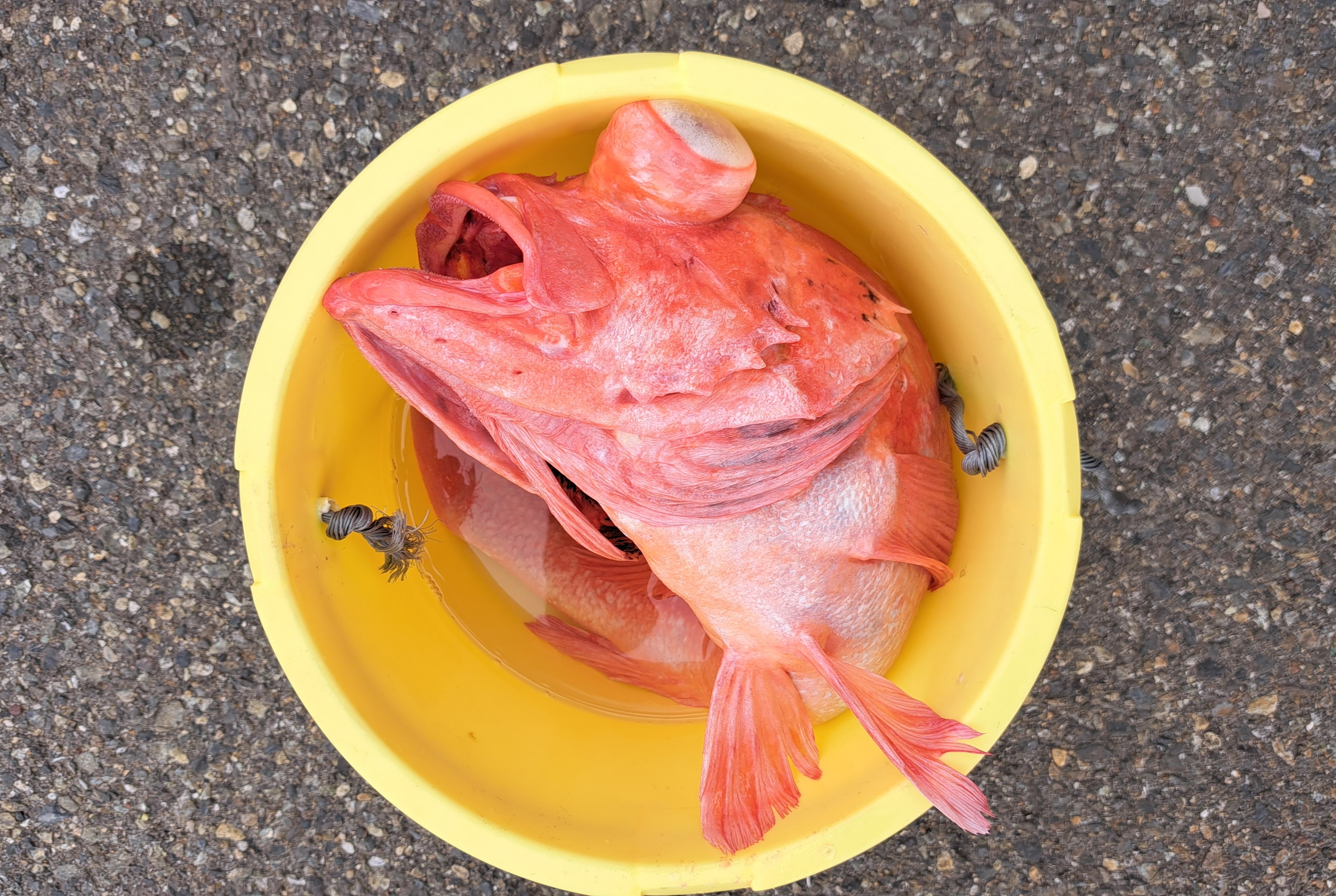 陸はサイコウ　海は、、、