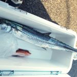 凪ぎのちシケでした