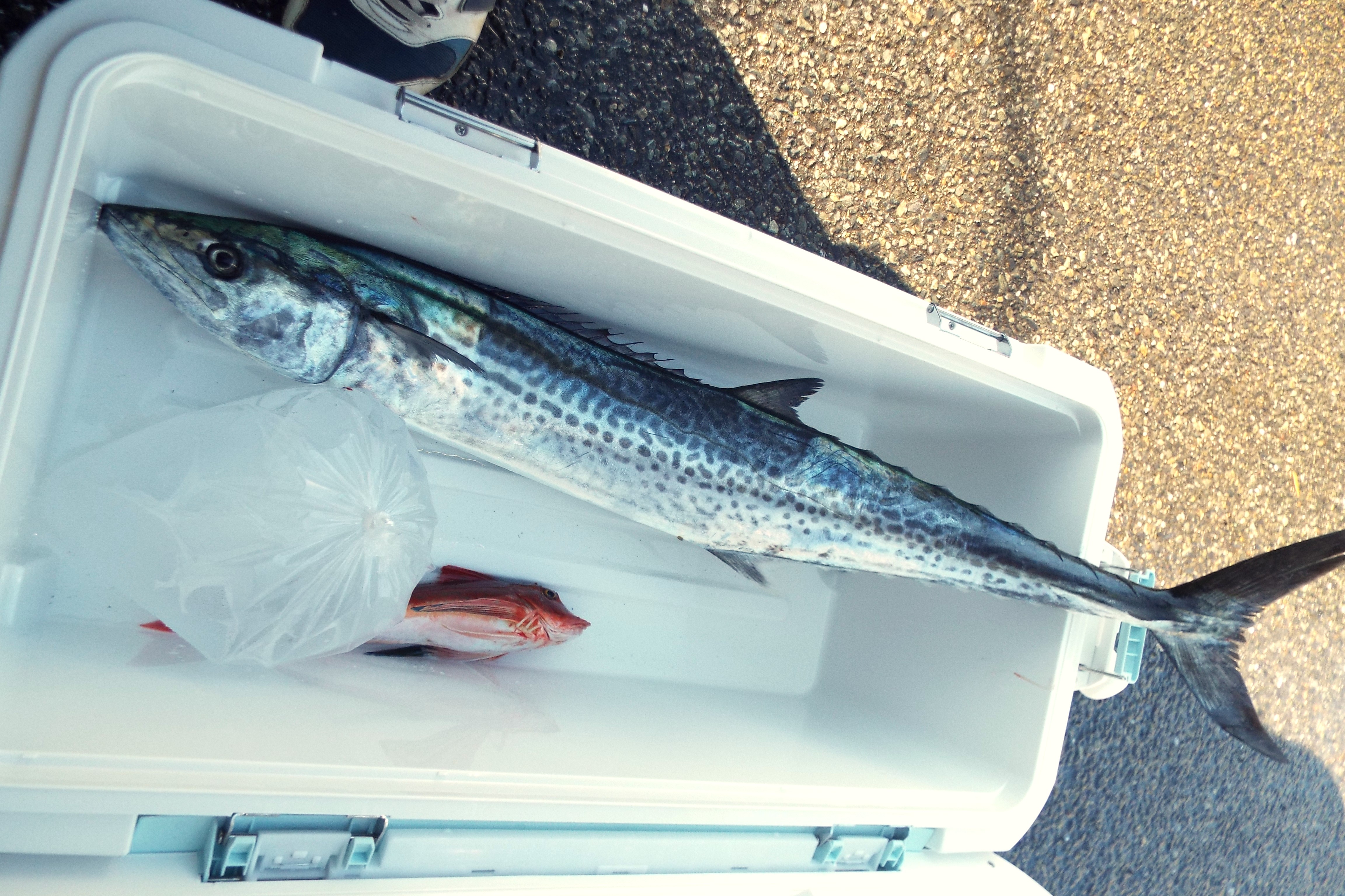 凪ぎのちシケでした