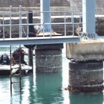 防舷フロートが付きました